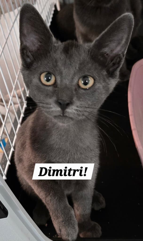 Dimitri - Domestic Short Hair