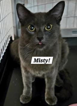 Misty image 1