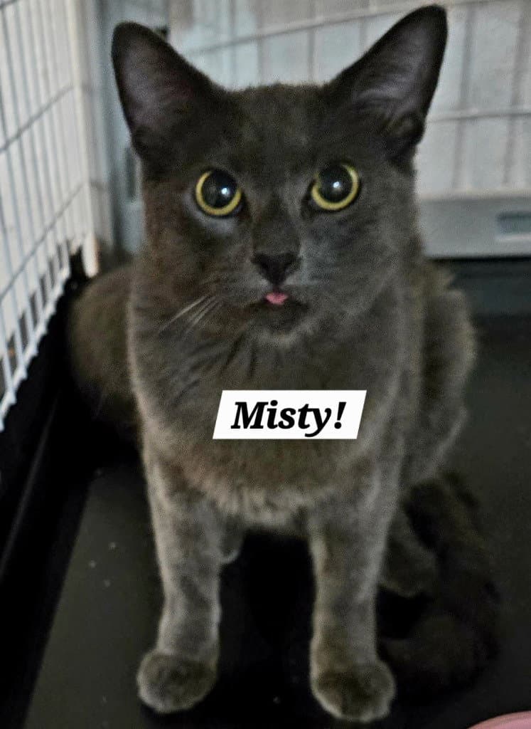 Misty - Domestic Short Hair
