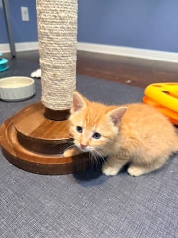 Rolo - Tabby