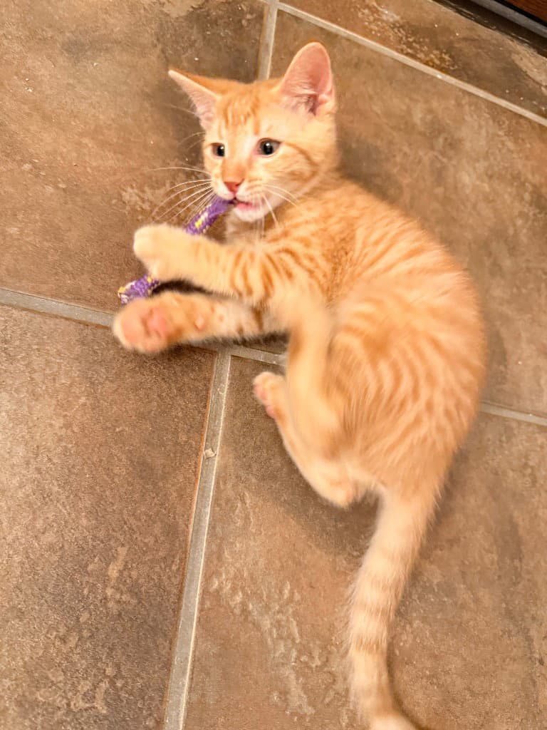 Rolo - Tabby