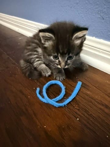 Hazel - Tabby