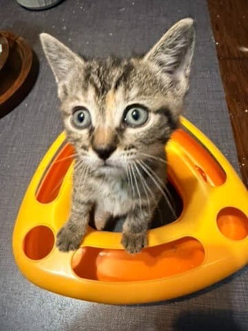 Pixie - Domestic Short Hair