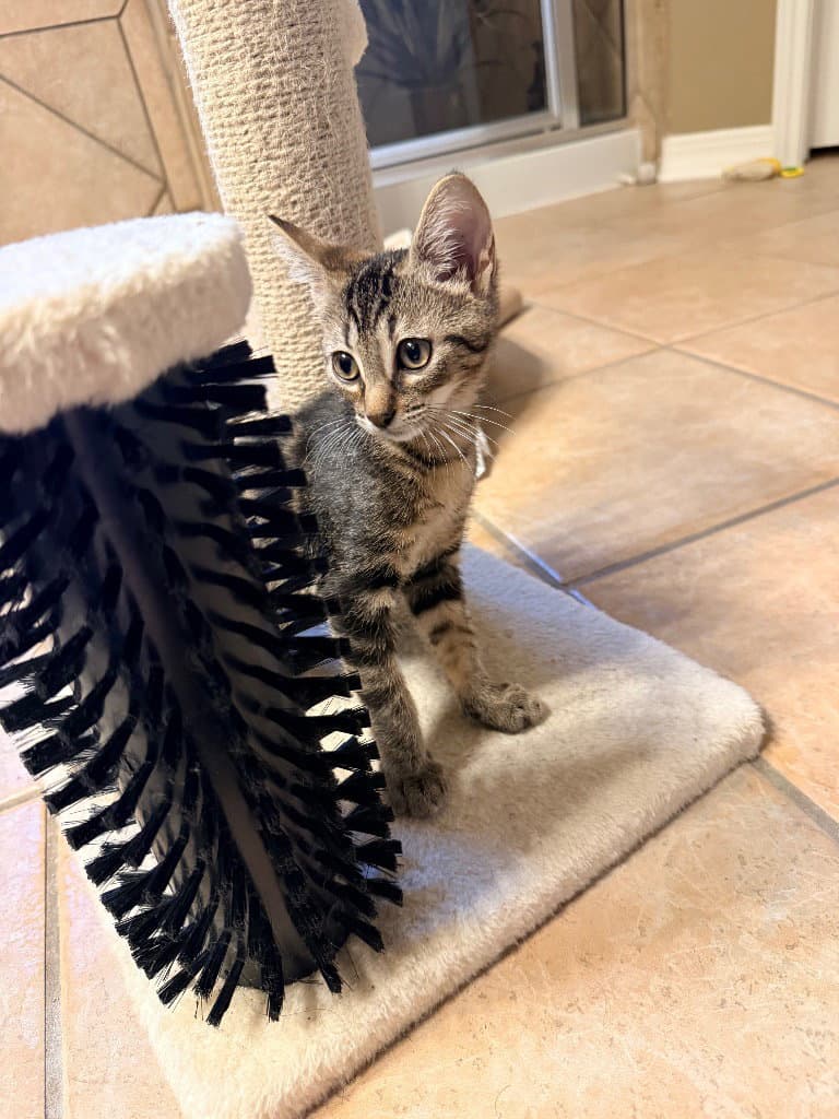 Trixie - Tabby