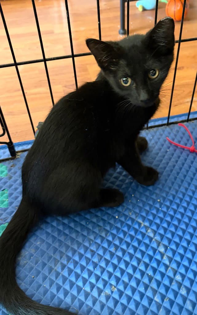 Spade - Domestic Short Hair