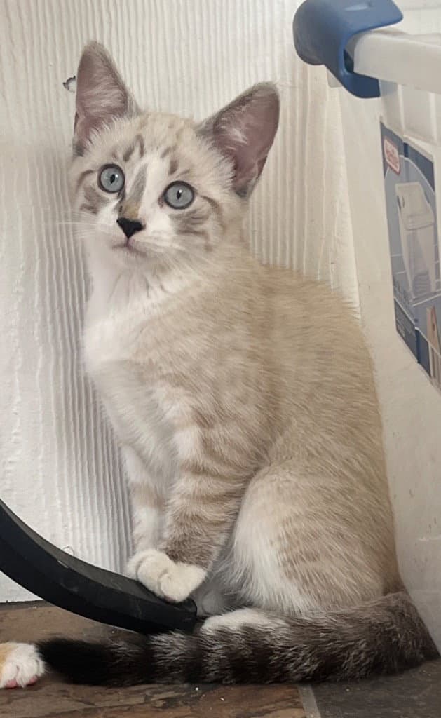 Partly Cloudy - Siamese