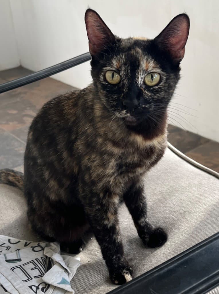 Niosa - Domestic Short Hair