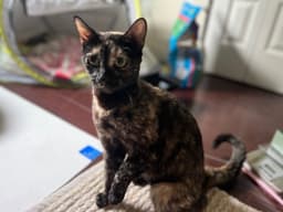 Niosa image 2