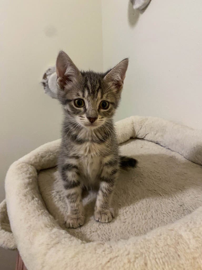 Perfuma - Domestic Short Hair