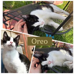 Mamma Oreo image 1