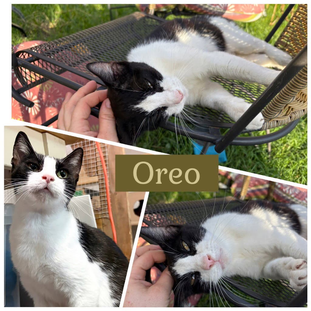 Mamma Oreo - Tabby