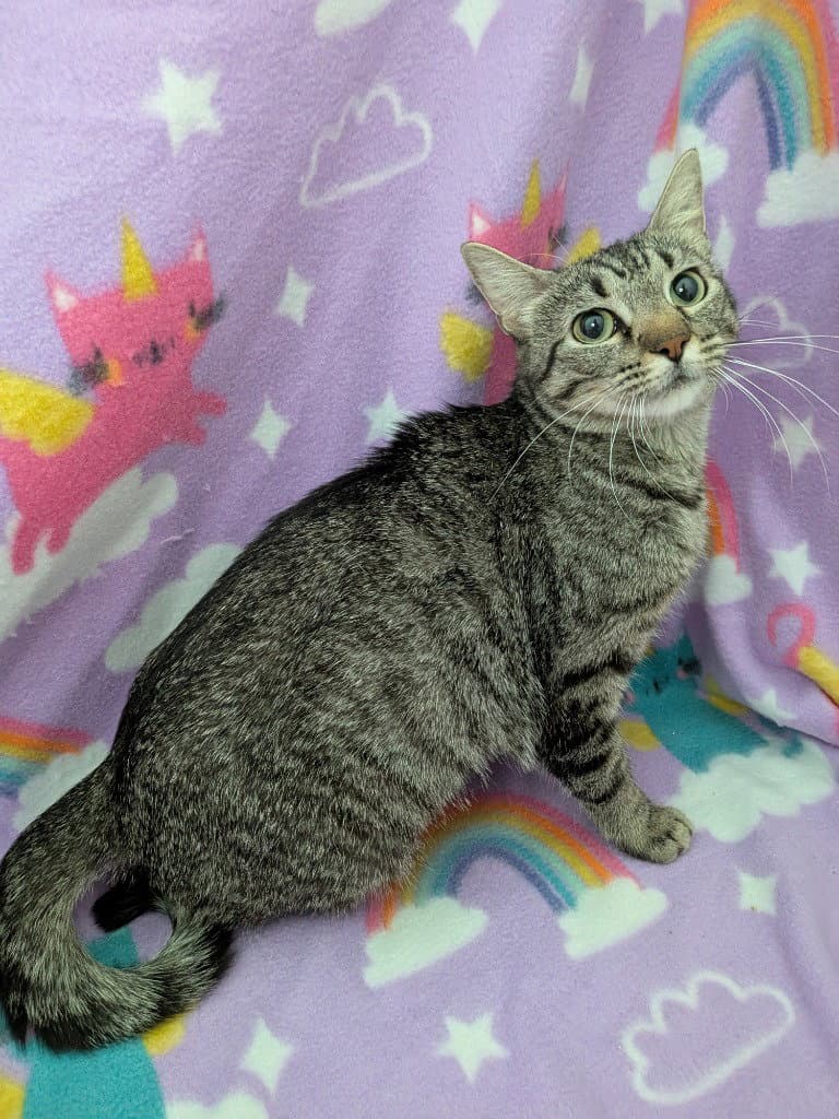 Rosie - Tabby