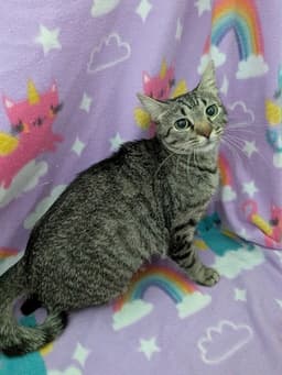 Rosie image 2