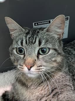 Rosie image 4