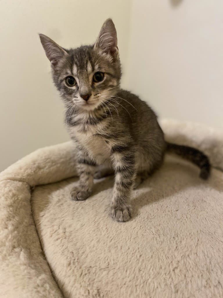 Mermista - Domestic Short Hair