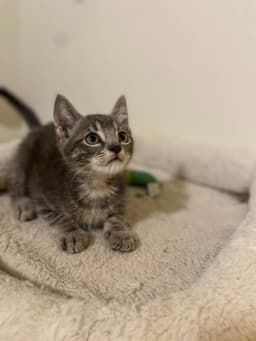 Micah image 1