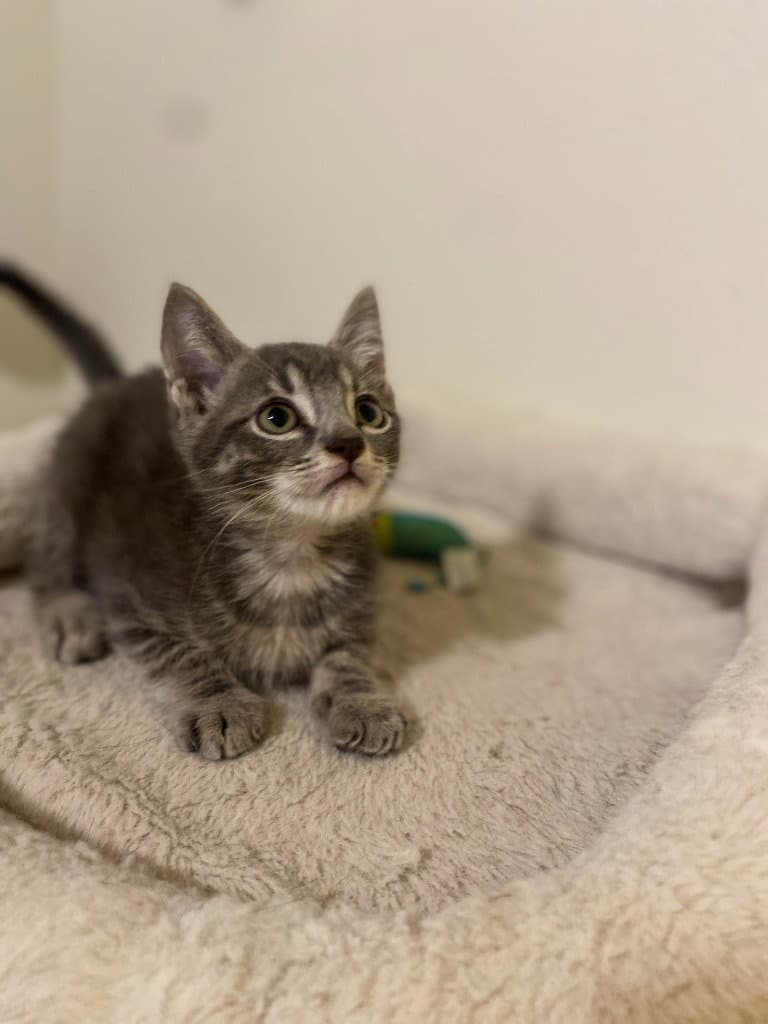 Micah - Domestic Short Hair