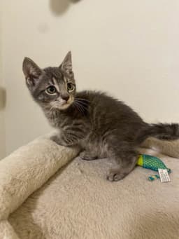 Micah image 2