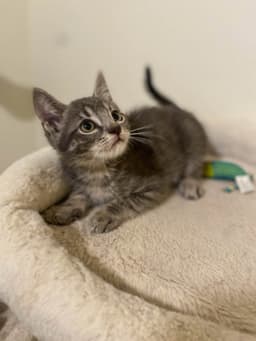 Micah image 3