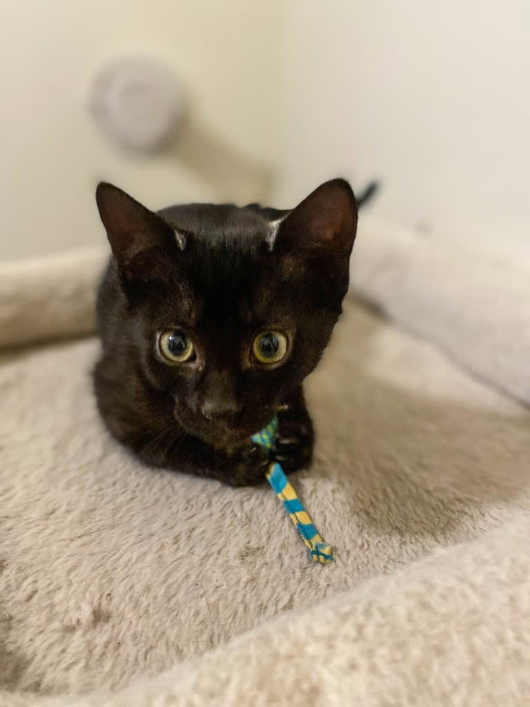 Blackberry - Domestic Short Hair