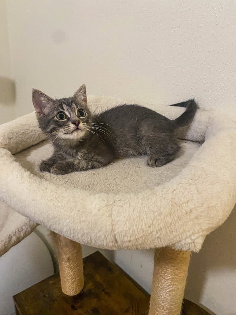 Glimmer - Domestic Short Hair
