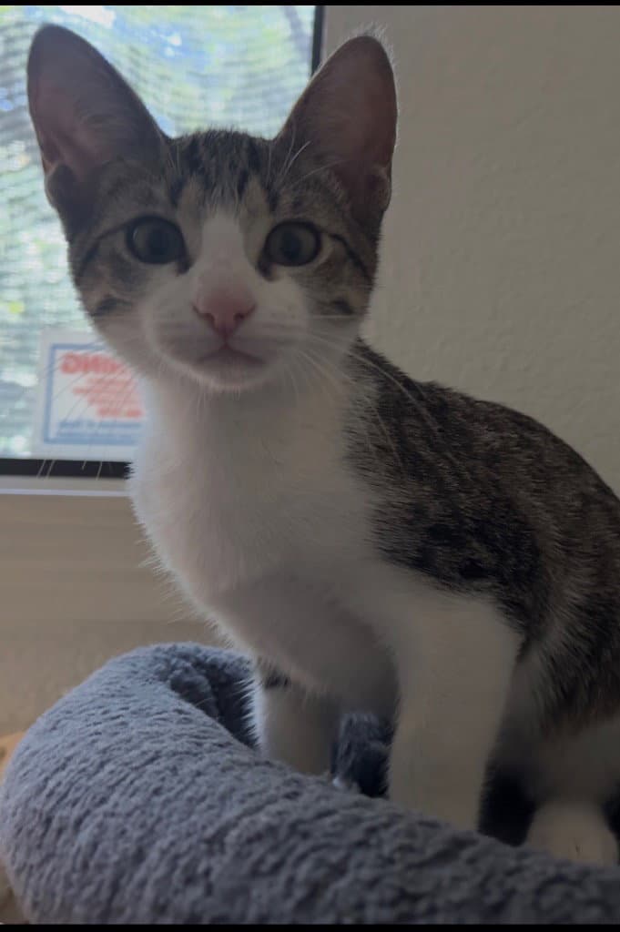 Spice - Domestic Short Hair