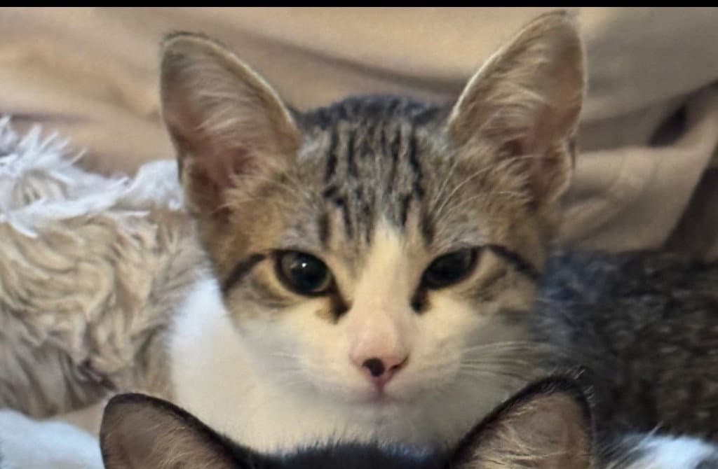Pumpkin - Domestic Short Hair