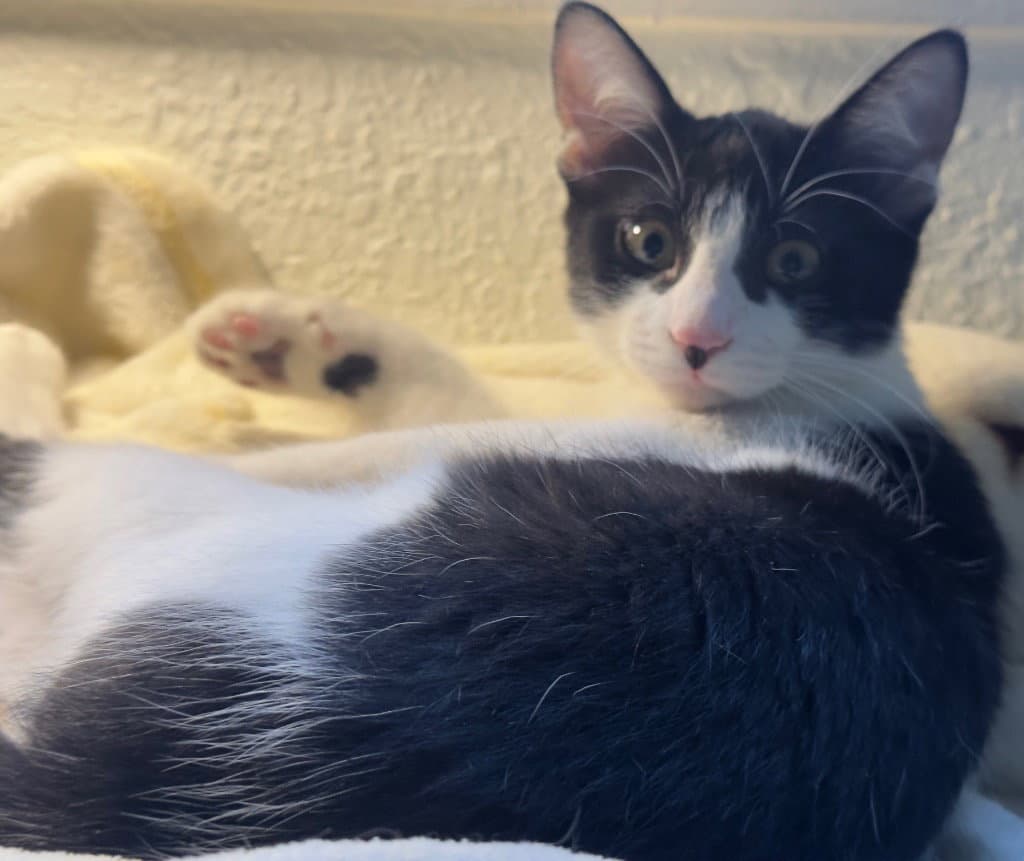 Zoe - Domestic Short Hair