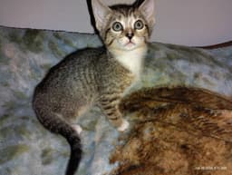 Mazzy image 1