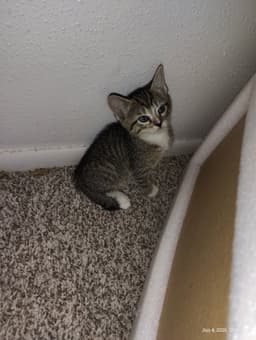 Mazzy image 2