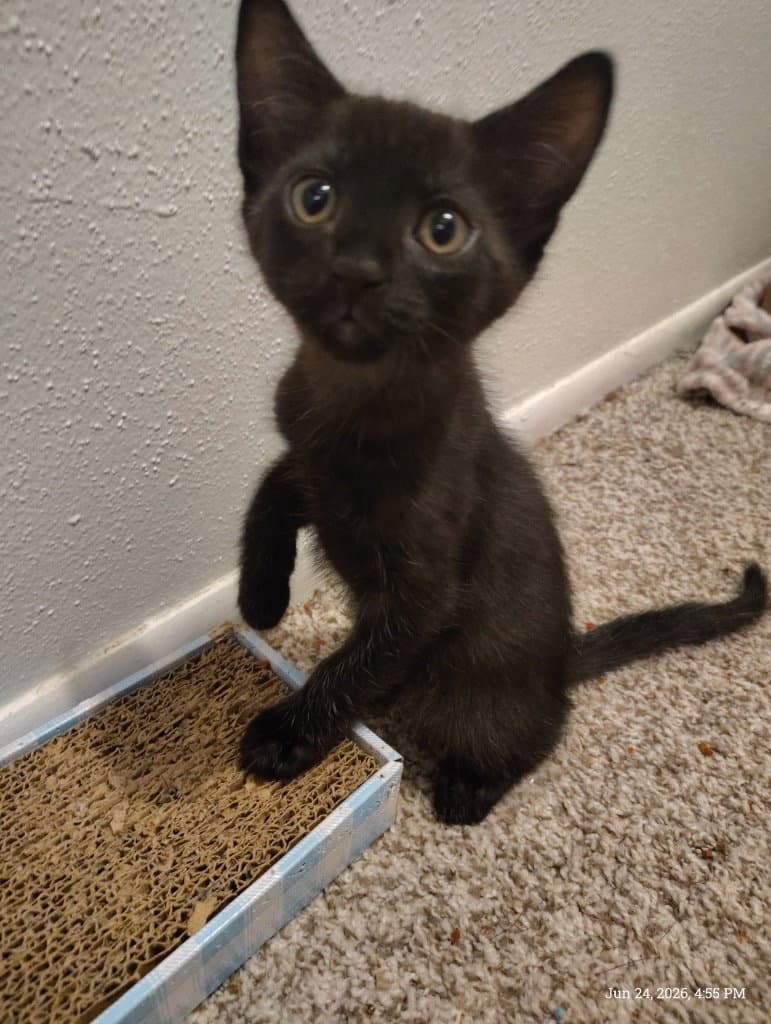 Coraline - Tabby