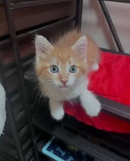 Enzo image 1