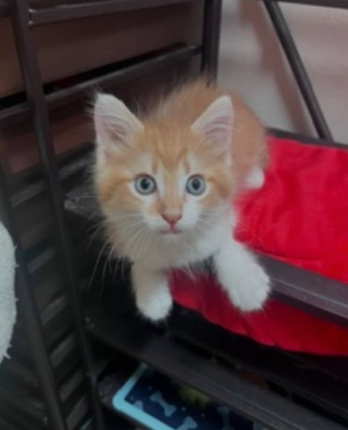 Enzo - Tabby