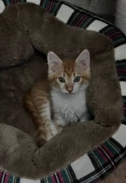 Enzo image 3