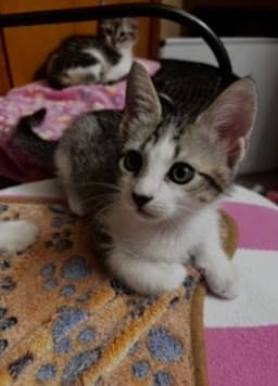 Bambo image 2