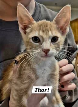 Thor image 1