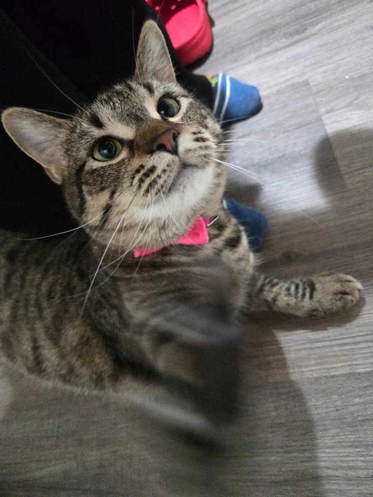 Starlight - Tabby