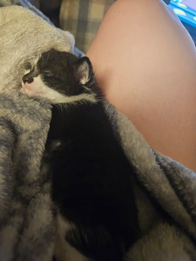 Hobgoblin - Domestic Short Hair