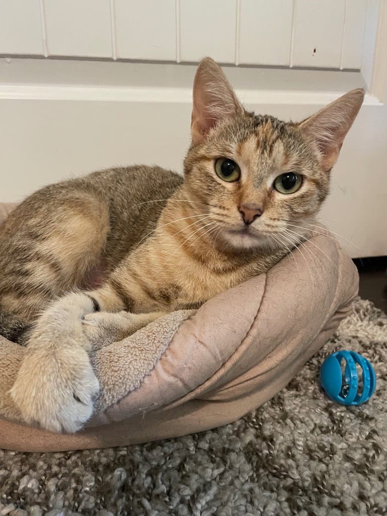 Nyx - Tabby