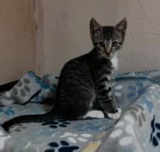 Cleo - Tabby