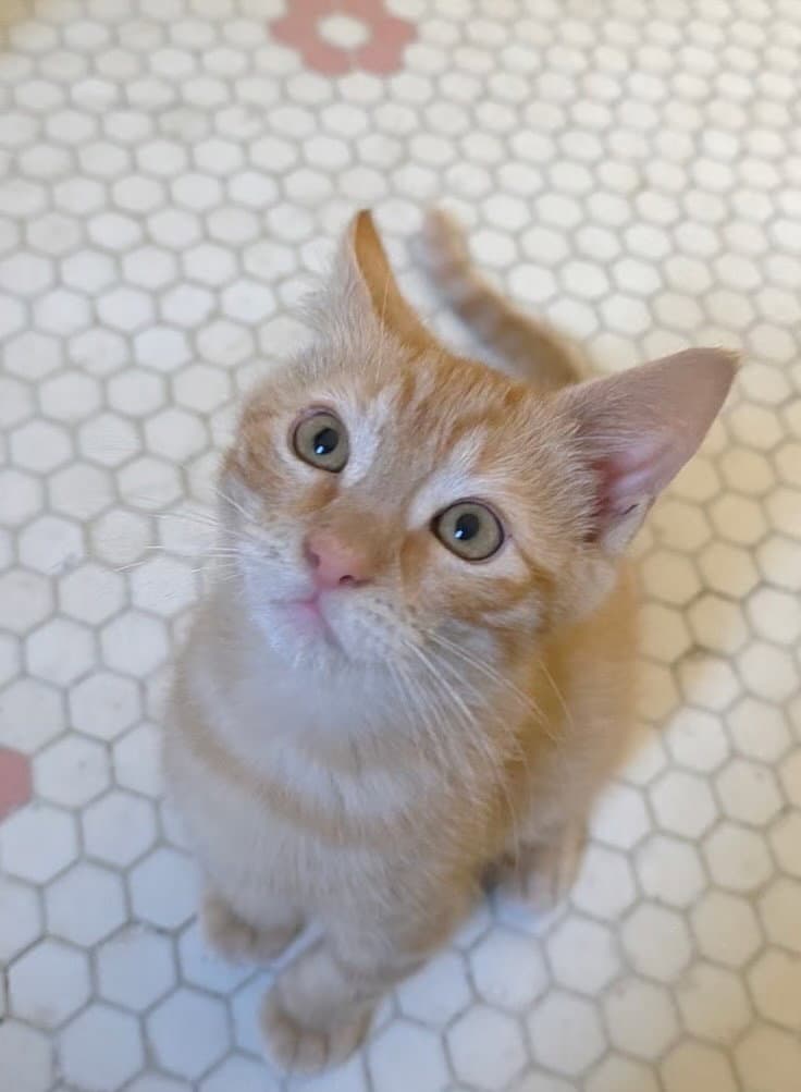 Georgie - Domestic Short Hair