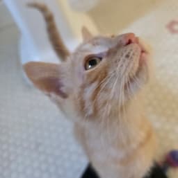 Georgie image 2