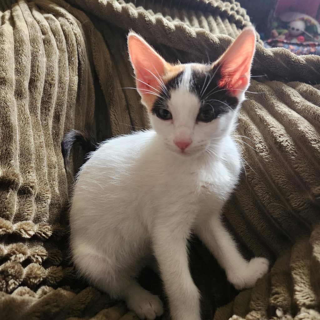 Marigold - Domestic Short Hair