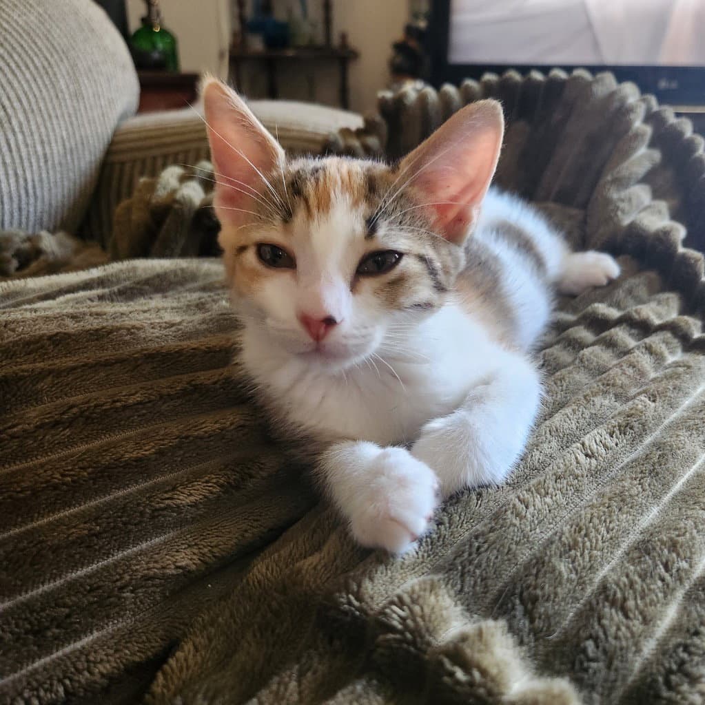 Tiger Lily - Domestic Short Hair