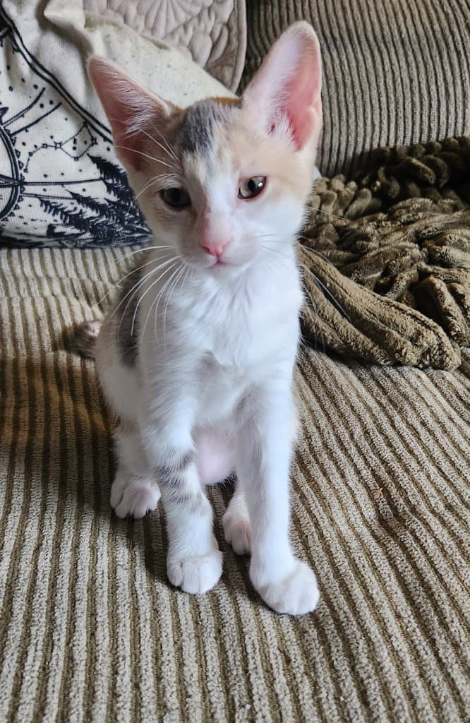 Peach Blossom - Domestic Short Hair