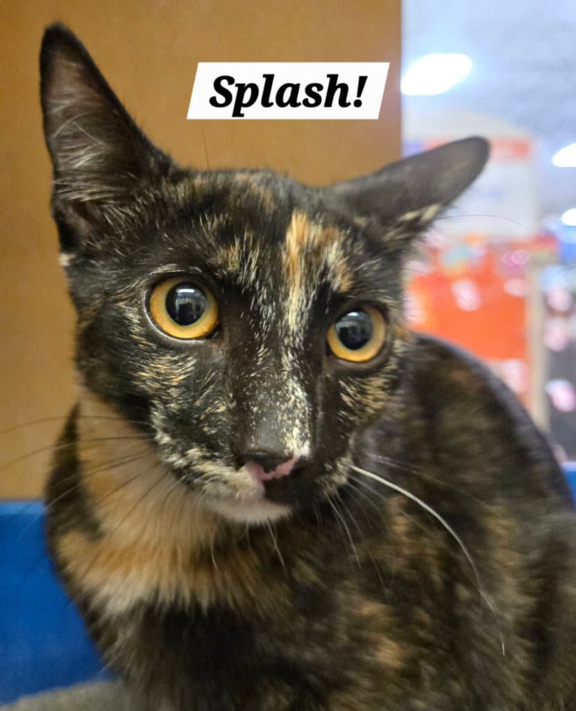 Splash - Domestic Short Hair