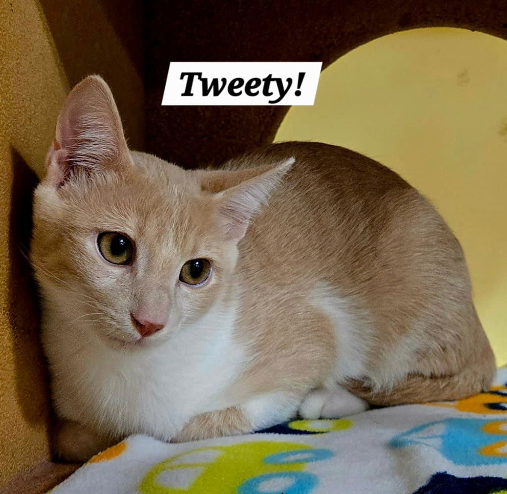 Tweety - Domestic Short Hair