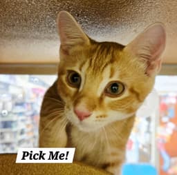 Pickme image 1