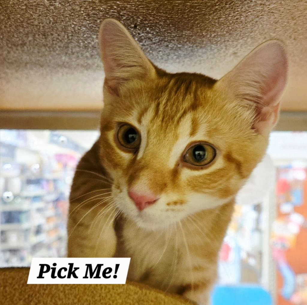 Pickme - Domestic Short Hair