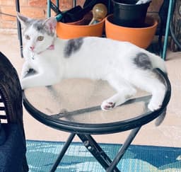Bella image 1